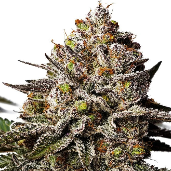 Platinum Chunck Cookies