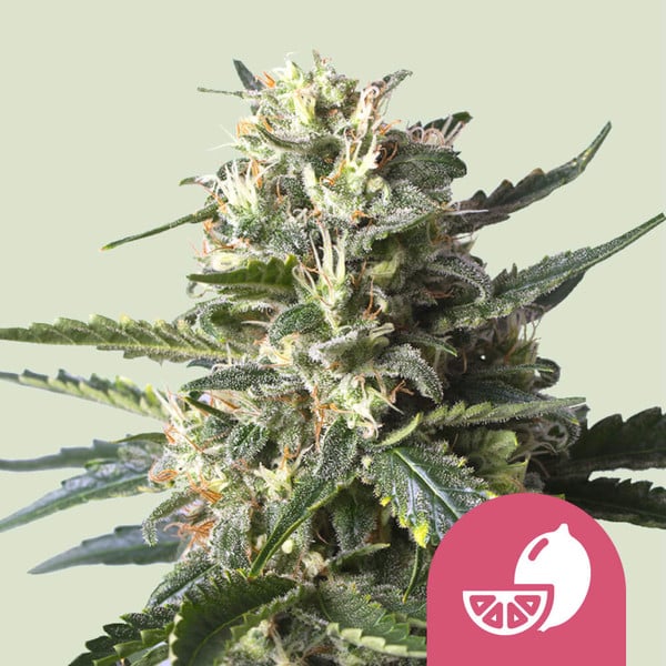 Lemon Shining Silver Haze 3 Stk