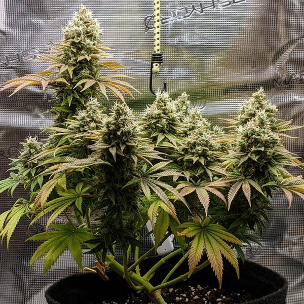 Lemon Shining Silver Haze 3 Stk