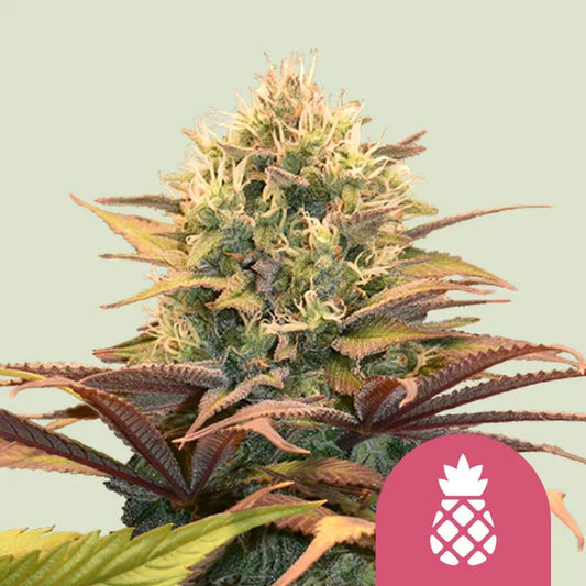 Pineapple Kush 3 Stk